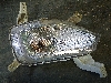 HYUNDAI CRETA     92303BW000 2021. .1299278